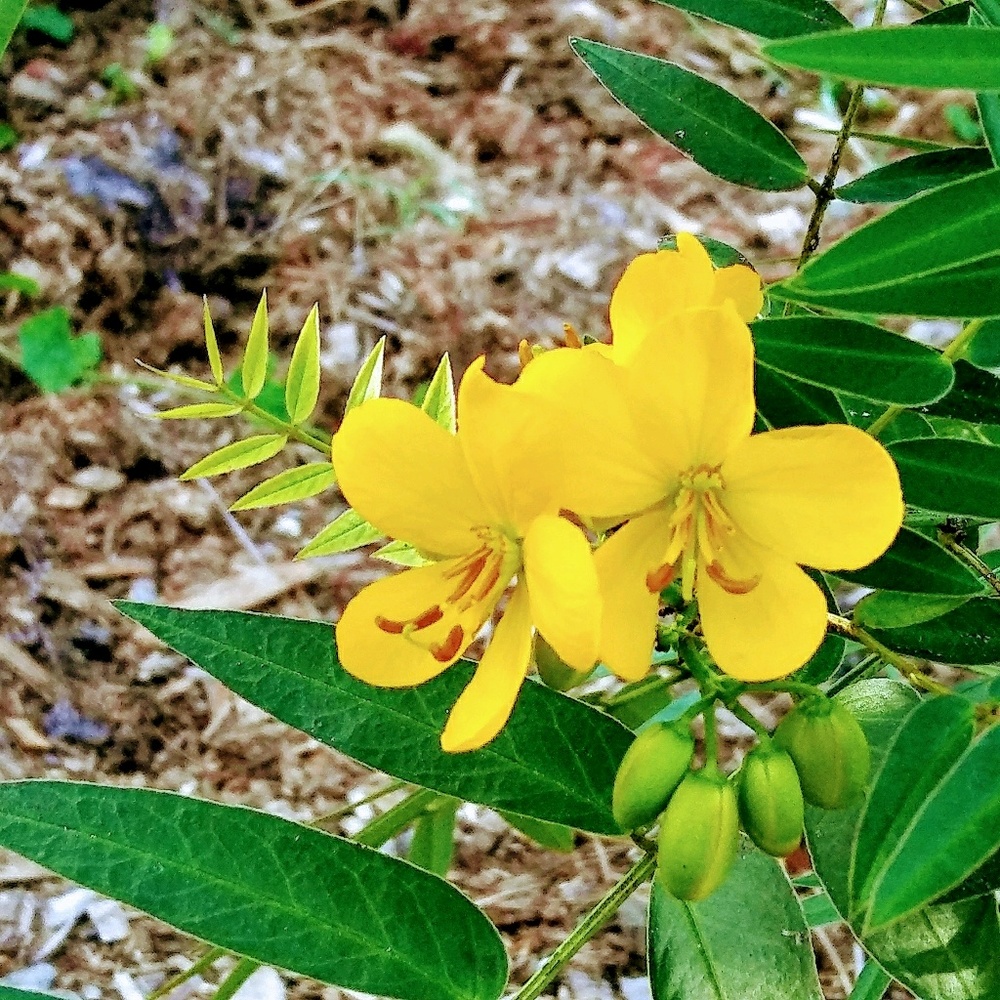 Meet your Posher, Syd